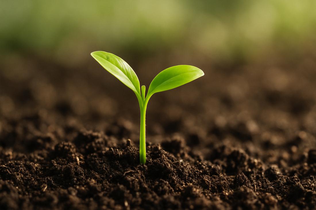How The Foraged Home started