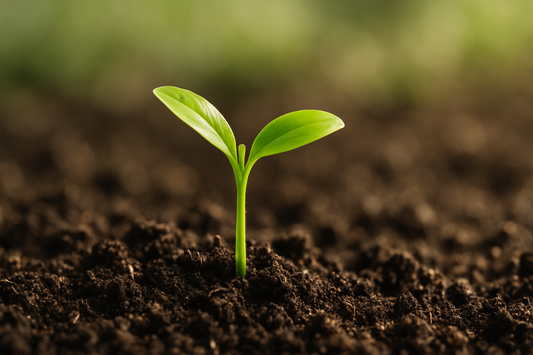 How The Foraged Home started