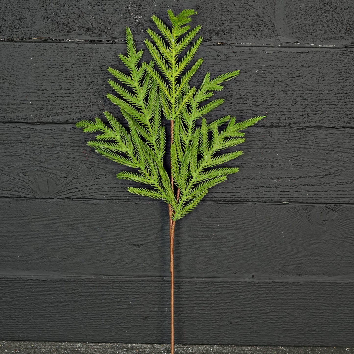 510705- 25in Spray-Soft Touch Evergreen Norfolk Pine-